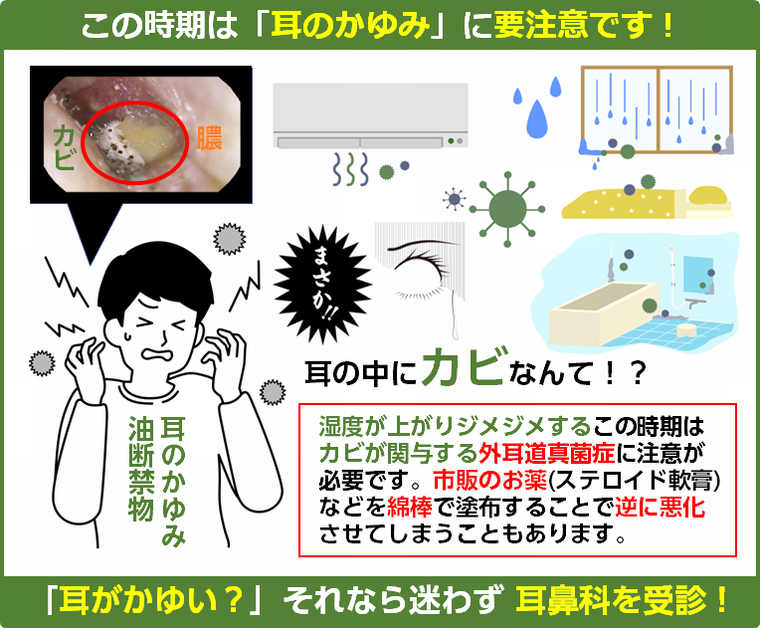 この時期は耳のかゆみに要注意です